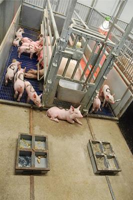 Pigs Like It Varied; Feeding Behavior and Pre- and Post-weaning Performance of Piglets Exposed to Dietary Diversity and Feed Hidden in Substrate During Lactation